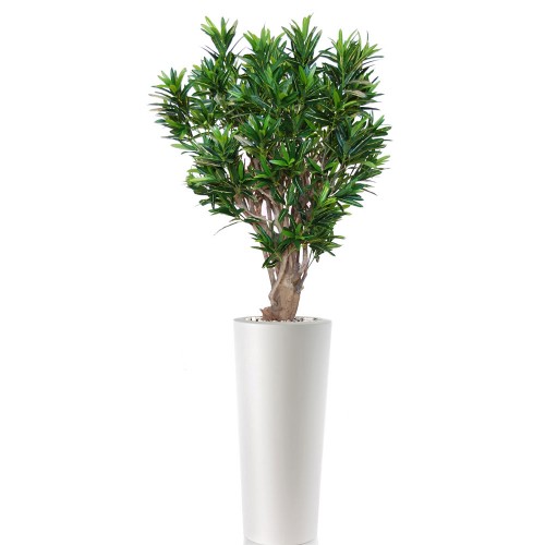 Planta semi-artificiala Ila, Croton California Robusta Green Yellow - 200 cm